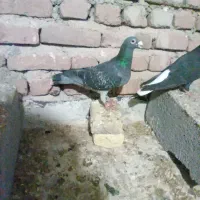 پلاکی|پرنده|مراغه, |دیوار