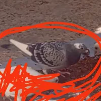 کبوتر گم شده