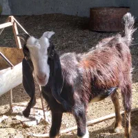 کهره نر دورگ ترکی