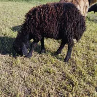 دو راس بره ماده