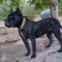 نژاد کنکورسو وارداتی|سگ|نهاوند, |دیوار