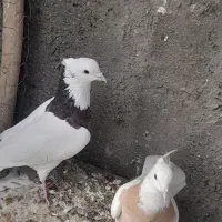 طوقی و تهرانی|پرنده|همدان, |دیوار