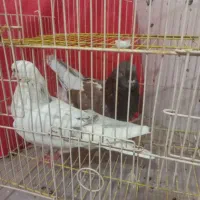 پرشی|گربه|یزد, |دیوار