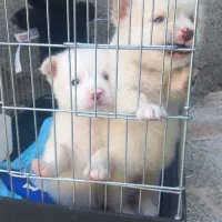 توله سگ ۳ ماهه ماده