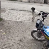 این سگم حدودا۵ماه پیش دوزدیدن