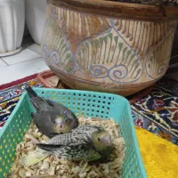 جوجه عروس طوطی سرلاکی