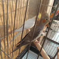 عروس هلندی|پرنده|قم, انصارالحسین|دیوار