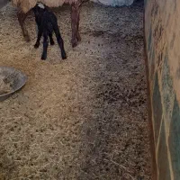 یک‌جفت میش و بره