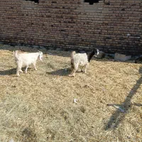 بزماده