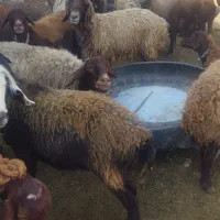 میش افشاری|حیوانات مزرعه|دزپارت, |دیوار