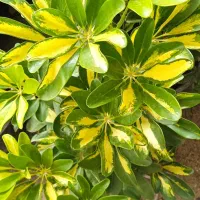 گل کادو روز مادر|گل و گیاه طبیعی|بروجرد, |دیوار