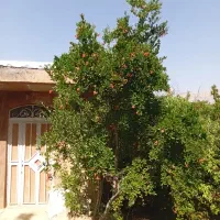 فروش-باغ-قصرودشت