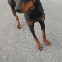 ماده دوبرمن