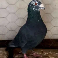 کبوتر کفتر بزک و پیازی