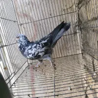 کبوتر سالم|پرنده|قم, آزادگان|دیوار