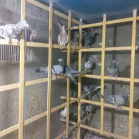 نر پرشی المانی