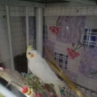 عروس لوتینو