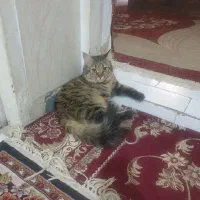 گربه گمشده