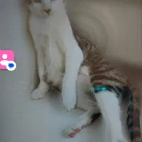 واگزازی گربه خانگی|گربه|کامیاران, |دیوار