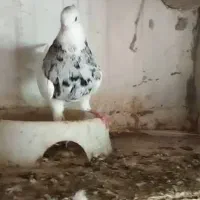 کبوتر مسافتی گرفتنی