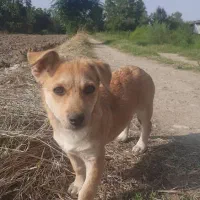 سگ پاکوتاه زیرک وخوشگل