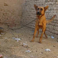 واگذاری سگ ژرمن