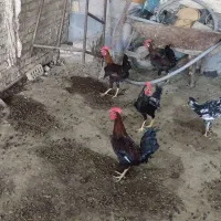پنج عدد خروس عربی