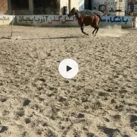 مادیون کورد آرام نژاد دار