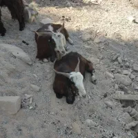 ۲۰راس بز جوان آبستن ۳راس زاییده|حیوانات مزرعه|اندیمشک, |دیوار