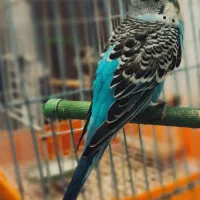 مرغ عشق|پرنده|کاشان, قطب راوندی|دیوار