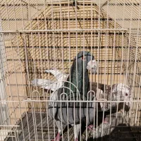 کفتر|پرنده|گلبهار, شهر جدید گلبهار|دیوار