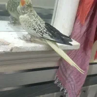 پرنده جفت عروس هلندی مرغ عشق قناری فنچ|پرنده|تربت جام, اسماعیل آباد|دیوار