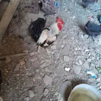 خروس عربی