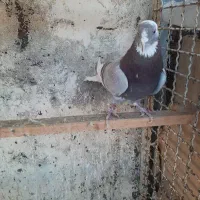 کفتر کبوتر|پرنده|تهران, باشگاه نفت|دیوار