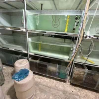 لوازم سالن ماهی زینتی|ماهی|سلماس, |دیوار