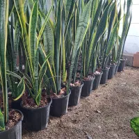 حراج سانسوریا ابلق|گل و گیاه طبیعی|محمودآباد, |دیوار