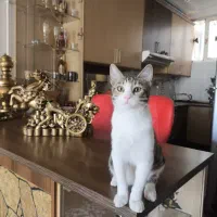 واگذاری رایگان بچه گربه|گربه|تبریز, |دیوار