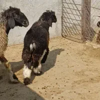 میش زاییده