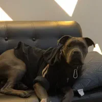 سگ گمشده کنکورسو پیتبول در بابل|حیوانات|بابل, |دیوار