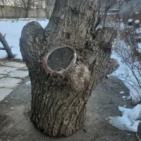 تنه درخت گلابی