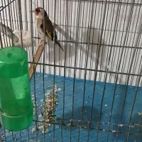 یک عدد سهره ماده کار داده ،دو تا قناری ماده