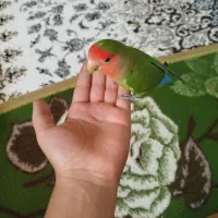 کوتوله برزیلی دستی|پرنده|شیراز, شهرک گلستان|دیوار