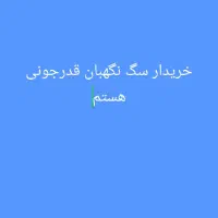 سگ قدرجونی|سگ|مسجد سلیمان, |دیوار