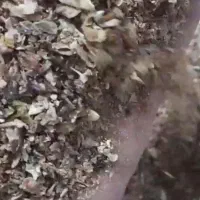 سبوس پسته