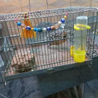 سهره خاکی یه جفت عروس حرفه ای رام رام