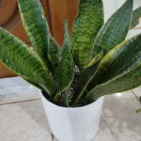 گل و گیاه