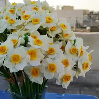 شاخه گل نرگس دکوری|گل مصنوعی|تهران, فلاح|دیوار