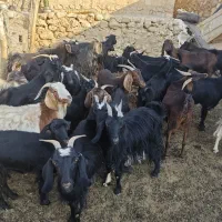 فروش بز آبستن جوان