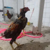 جوجه لاری دنگ بالا