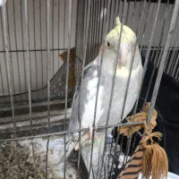 عروس هلندی با تخم و جوجه|پرنده|مشهد, کشف|دیوار